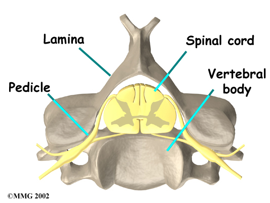 Cervical Vertebra