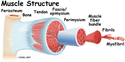 Muscle Anatomy for muscle cramps